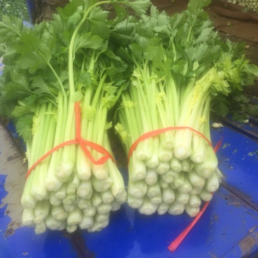 毛芹