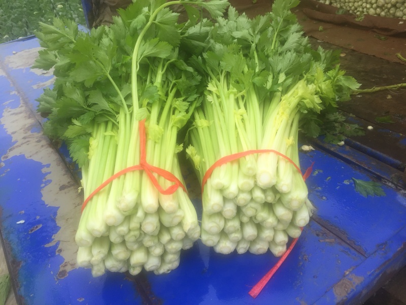 毛芹