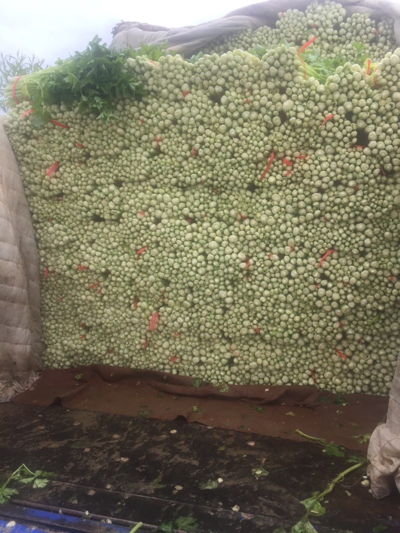 毛芹