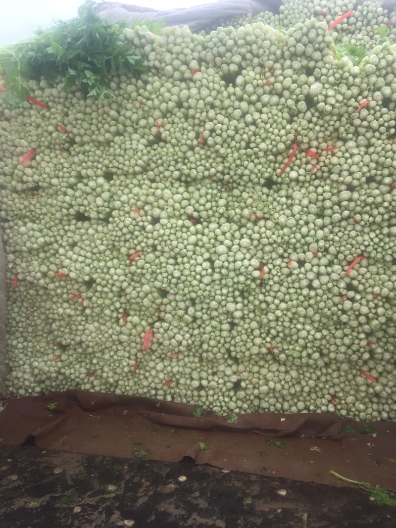 毛芹