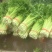 毛芹