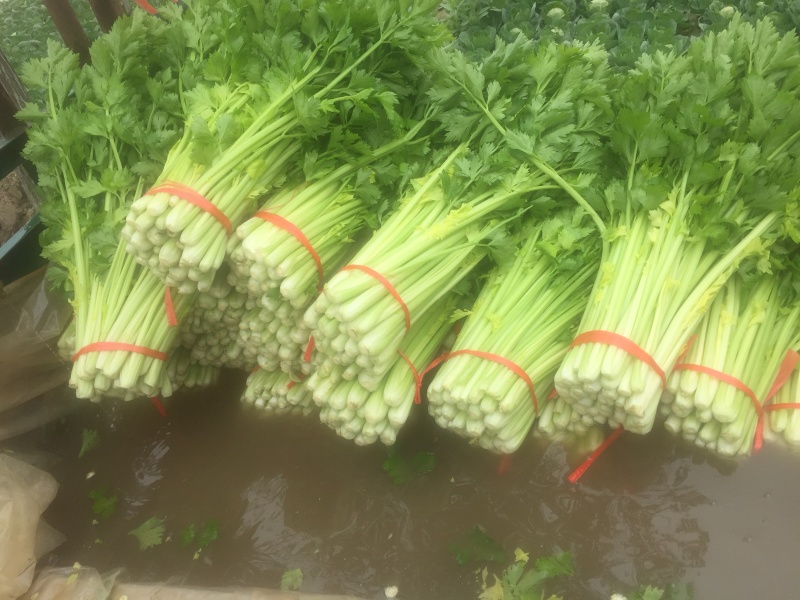 毛芹