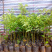 正宗板粟树苗嫁接板栗苗南北方种植风粟毛粟子苗粉栗果树苗干