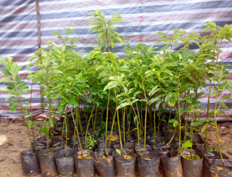 正宗板粟树苗嫁接板栗苗南北方种植风粟毛粟子苗粉栗果树苗干