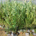 蓝莓苗蓝莓果树苗盆栽蓝莓树苗地载果树苗木南北方种植当年