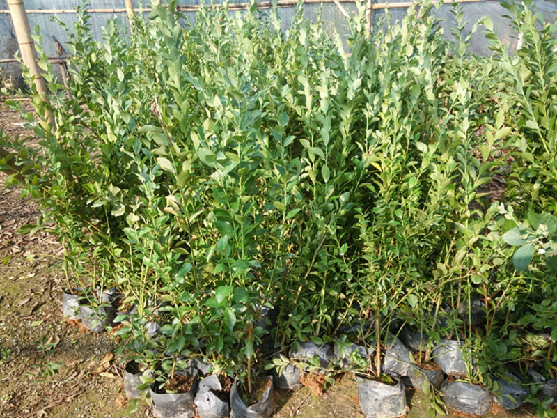 蓝莓苗蓝莓果树苗盆栽蓝莓树苗地载果树苗木南北方种植当年