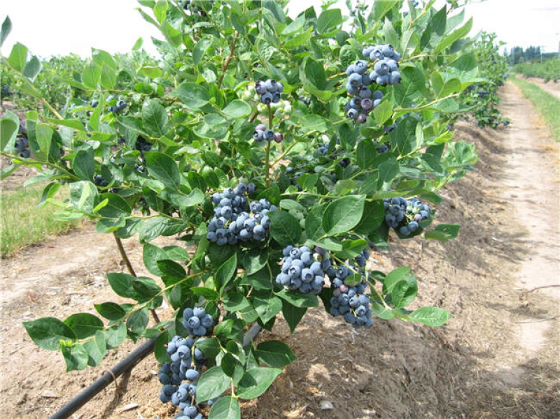 蓝莓苗蓝莓果树苗盆栽蓝莓树苗地载果树苗木南北方种植当年