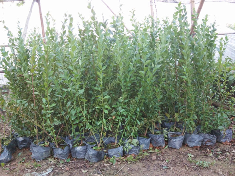 蓝莓苗蓝莓果树苗盆栽蓝莓树苗地载果树苗木南北方种植当年