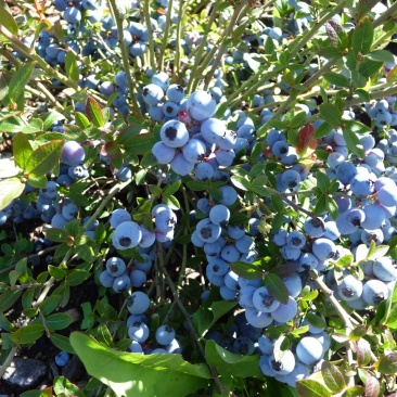 蓝莓苗蓝莓果树苗盆栽蓝莓树苗地载果树苗木南北方种植当年