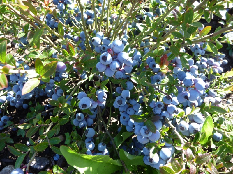 蓝莓苗蓝莓果树苗盆栽蓝莓树苗地载果树苗木南北方种植当年