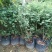 蓝莓苗蓝莓果树苗盆栽蓝莓树苗地载果树苗木南北方种植当年