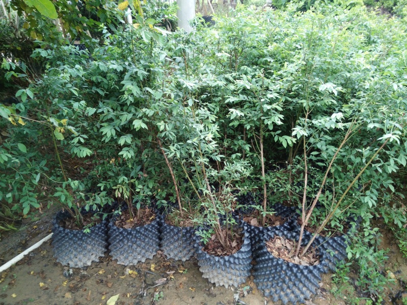 蓝莓苗蓝莓果树苗盆栽蓝莓树苗地载果树苗木南北方种植当年