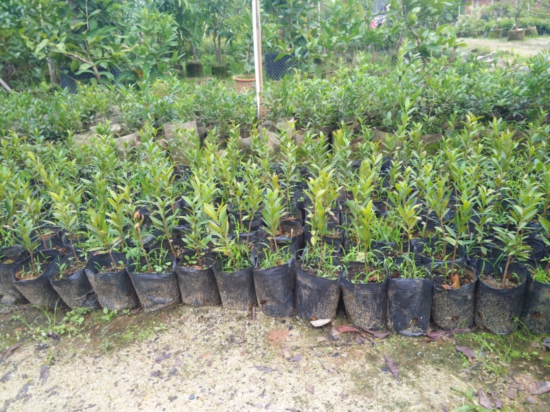 巴西甜樱桃苗车厘子苗大果黑玫瑰樱桃树苗盆栽南北方种樱桃果