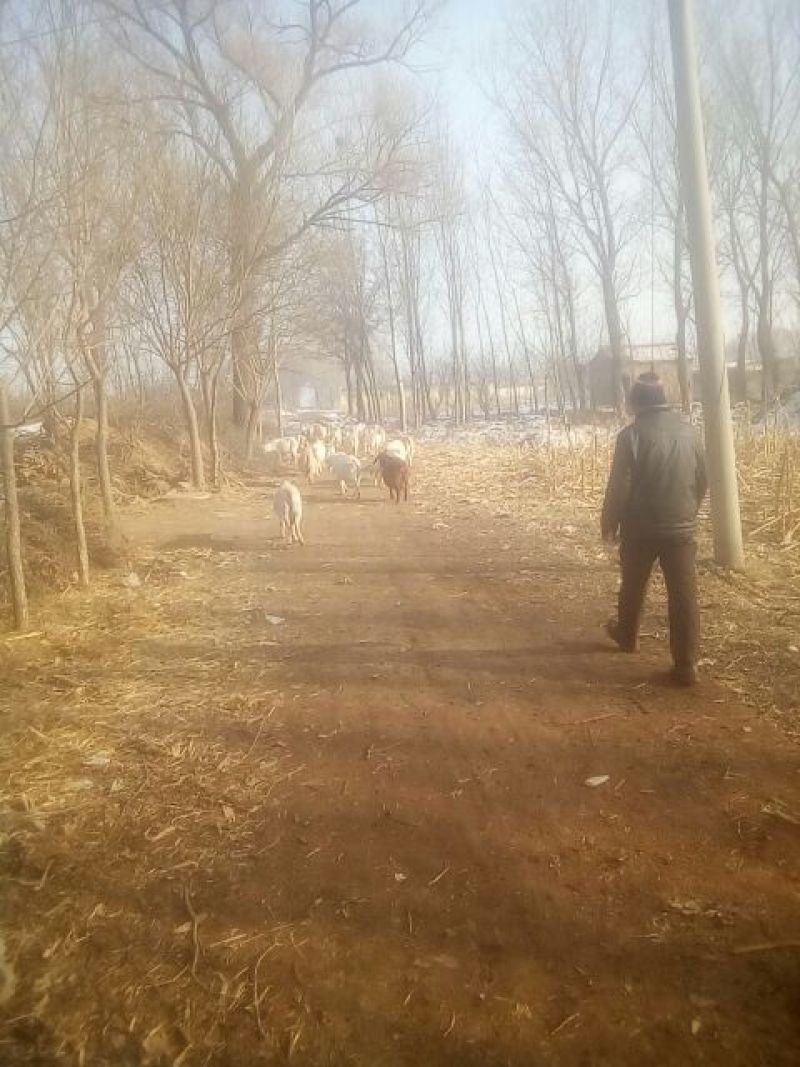 白山羊肉否不带骨山羊肉