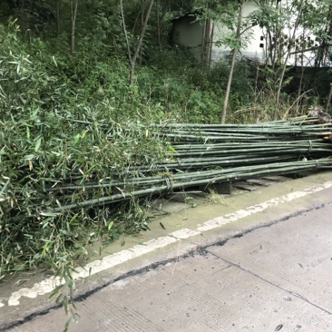 长期供应竹苗钢竹水竹斑竹金竹