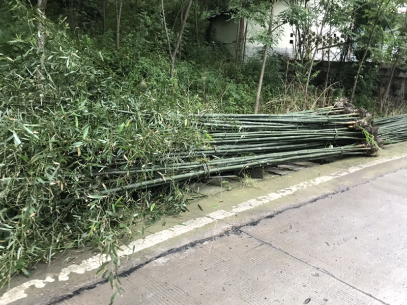 长期供应竹苗钢竹水竹斑竹金竹