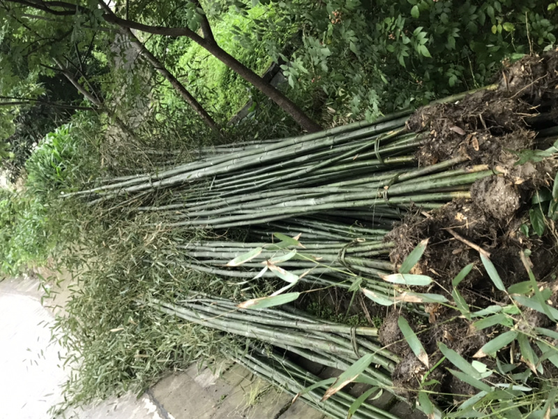 长期供应竹苗钢竹水竹斑竹金竹