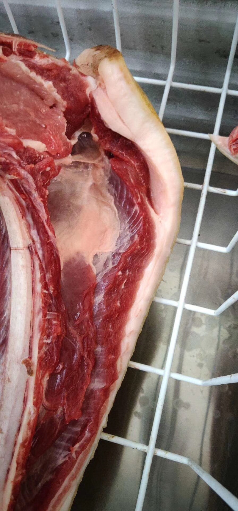 深圳野猪肉排特种野猪可送货