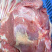 深圳鹿肉寻求代理加盟可送货