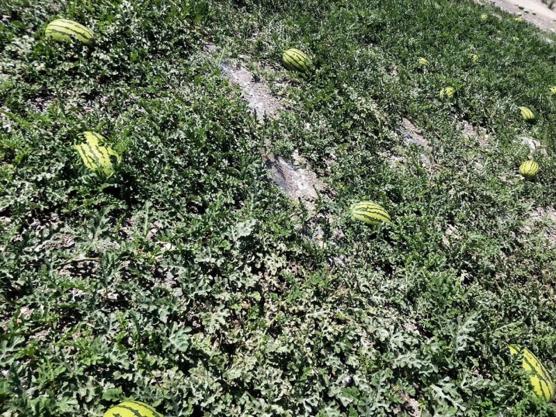中卫硒砂瓜