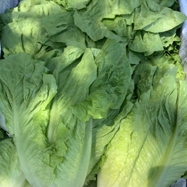 直立罗马生菜