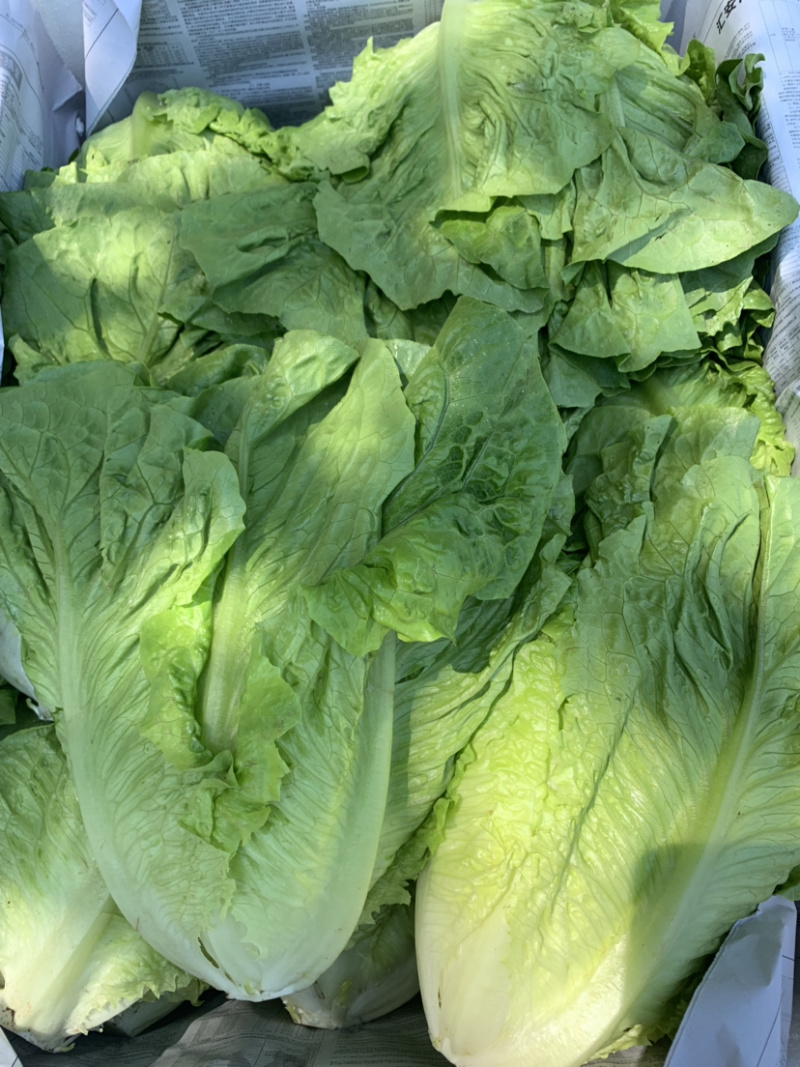 直立罗马生菜