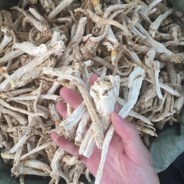 桔梗无硫专业药材批发