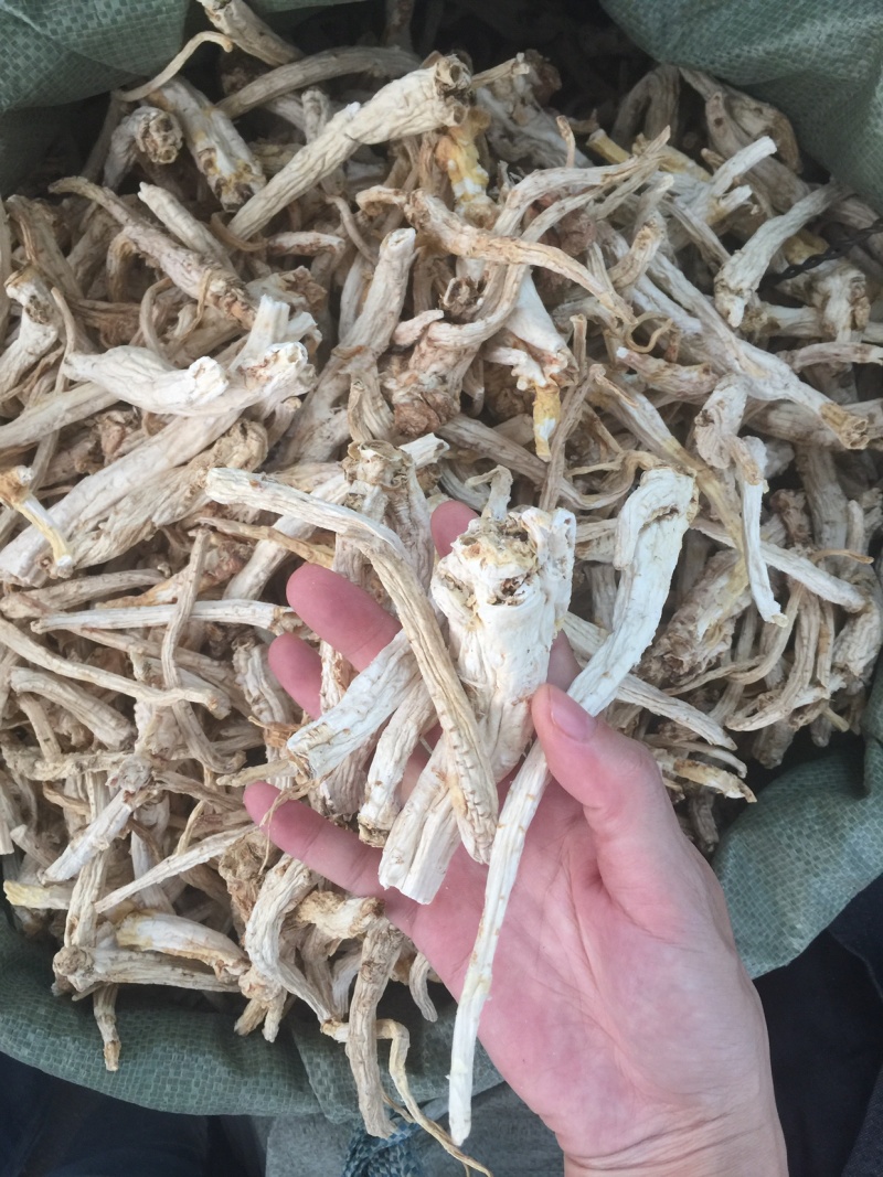 桔梗无硫专业药材批发