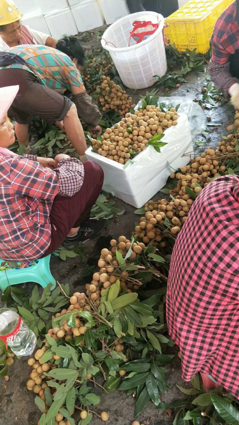 储良龙眼大量上市，天天收购。需要老板联系我