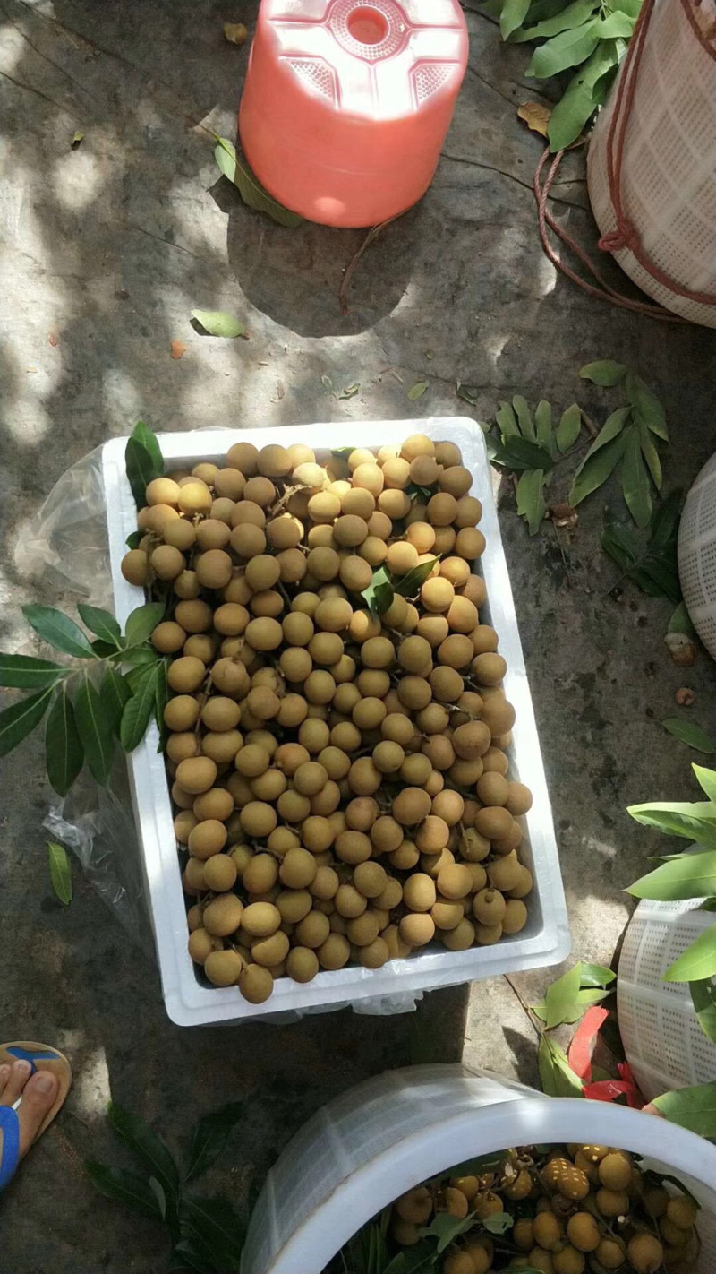 储良龙眼大量上市，天天收购。需要老板联系我