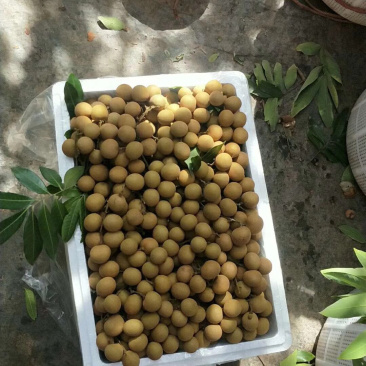 储良龙眼大量上市，天天收购。需要老板联系我