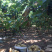 皇冠梨