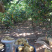 皇冠梨