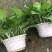 精品180规格绿萝基地直供自家种植价格实惠。