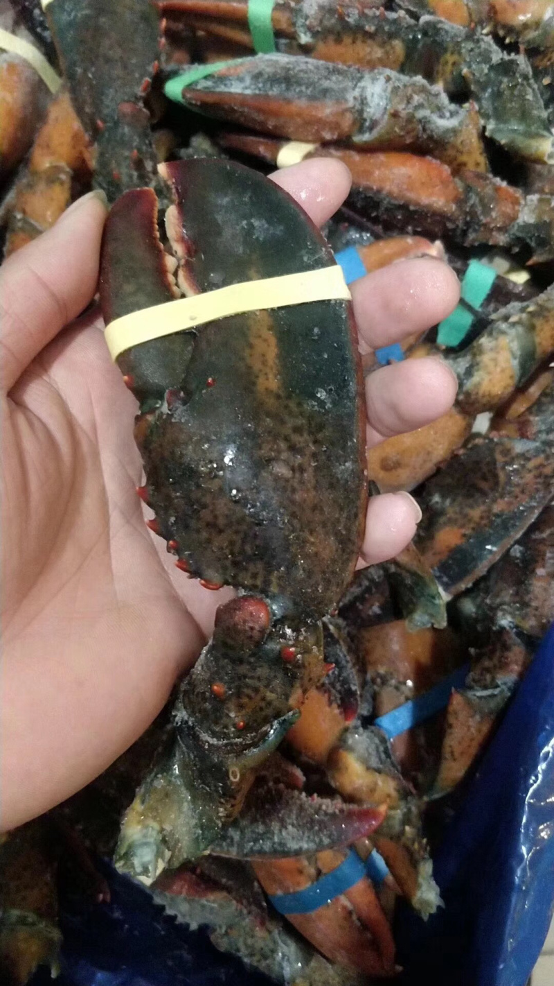 生冻波士顿龙虾钳现货供应！这种生活在在北大西洋的美洲海岸