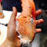 生冻波士顿龙虾钳现货供应！这种生活在在北大西洋的美洲海岸