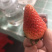 蒙特瑞草莓