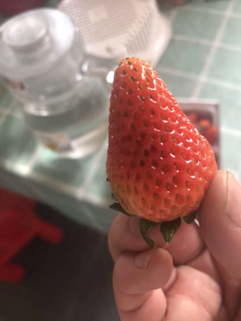 蒙特瑞草莓