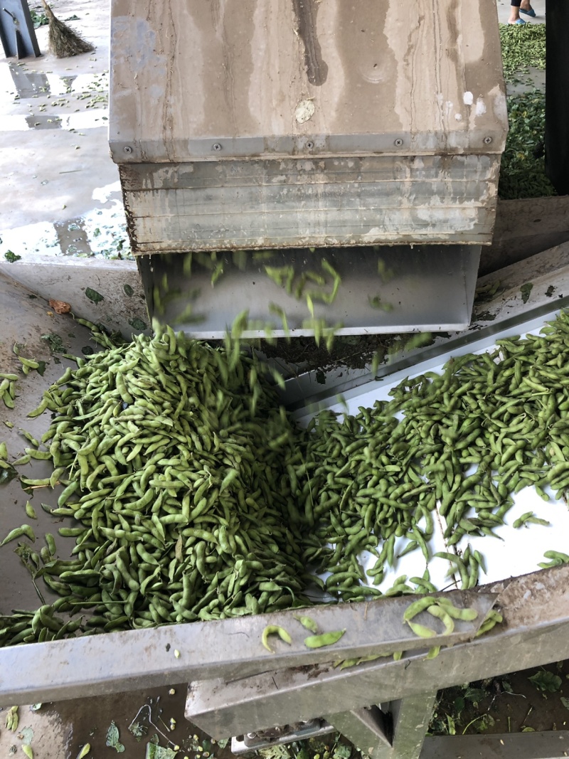 毛豆