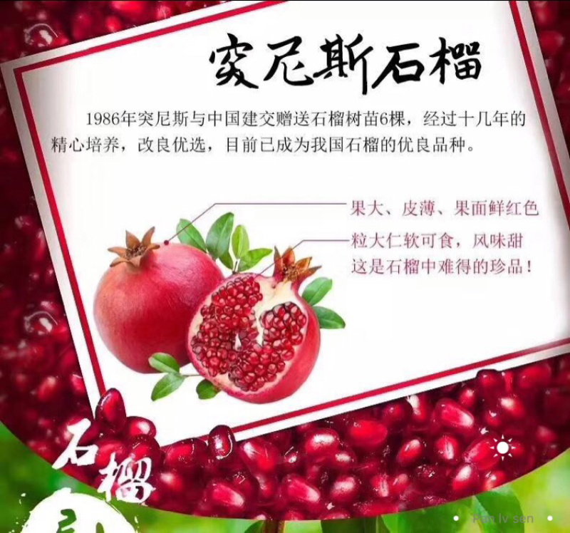 突尼斯软籽石榴，对接商超批发市场，物流落地配送。