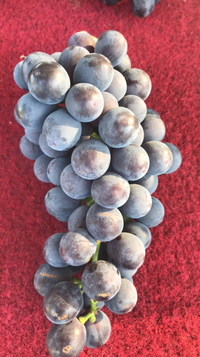 大量批发早夏无核葡萄