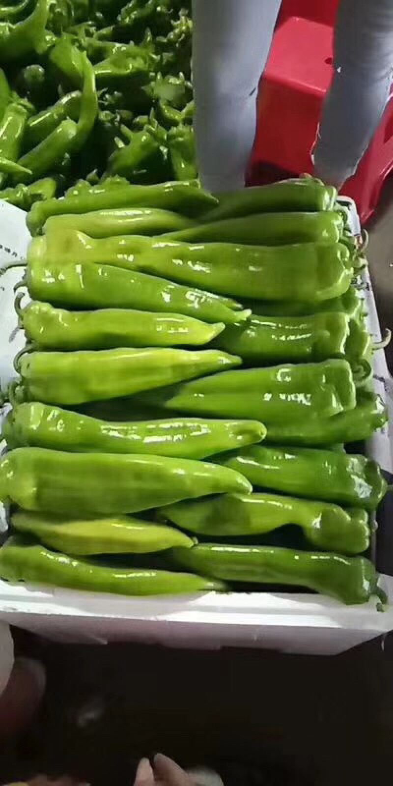 陕西辣椒色泽好尖椒207牛椒螺丝椒