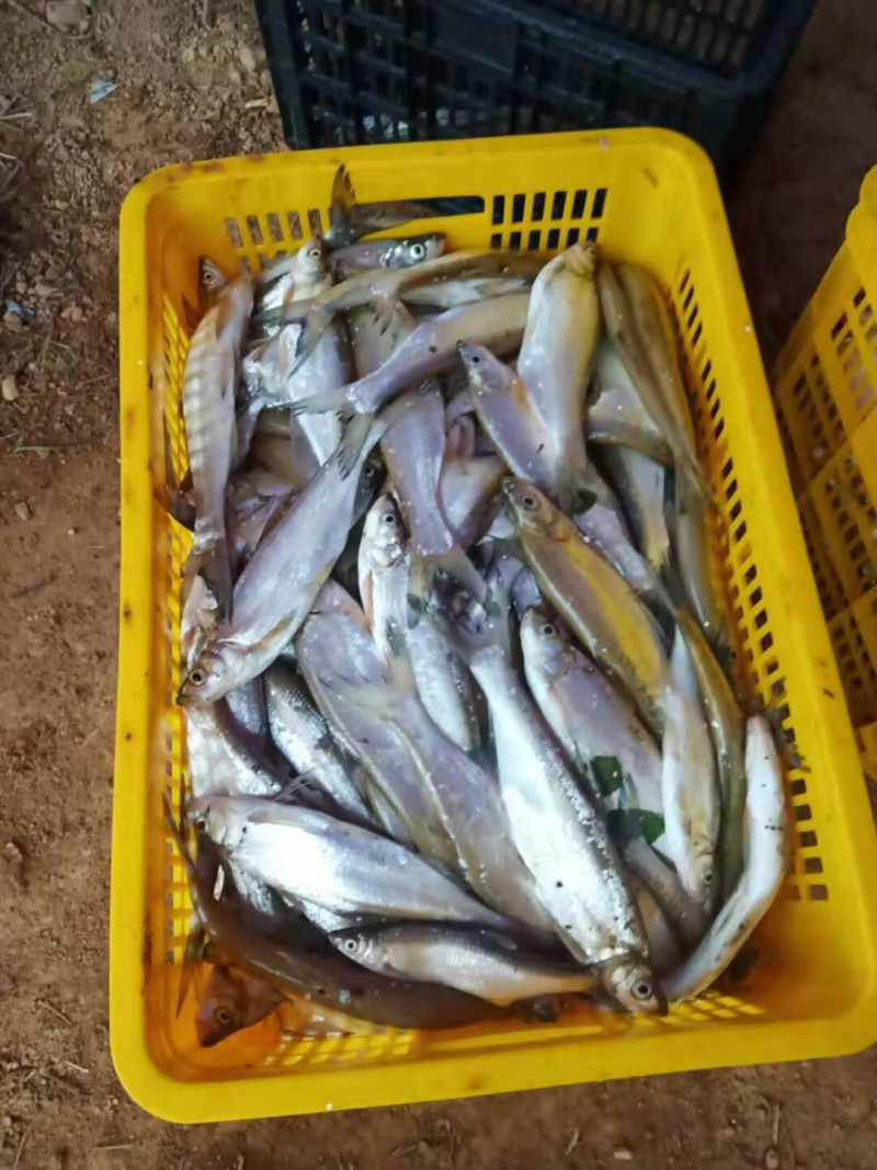 冰鲜翘嘴鱼大量批发