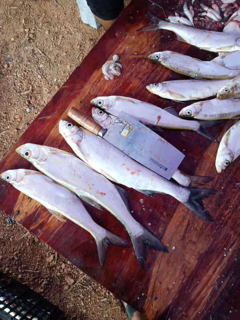 冰鲜翘嘴鱼大量批发