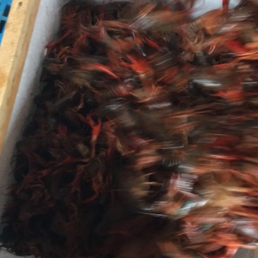 大量批发兴化本地小龙虾