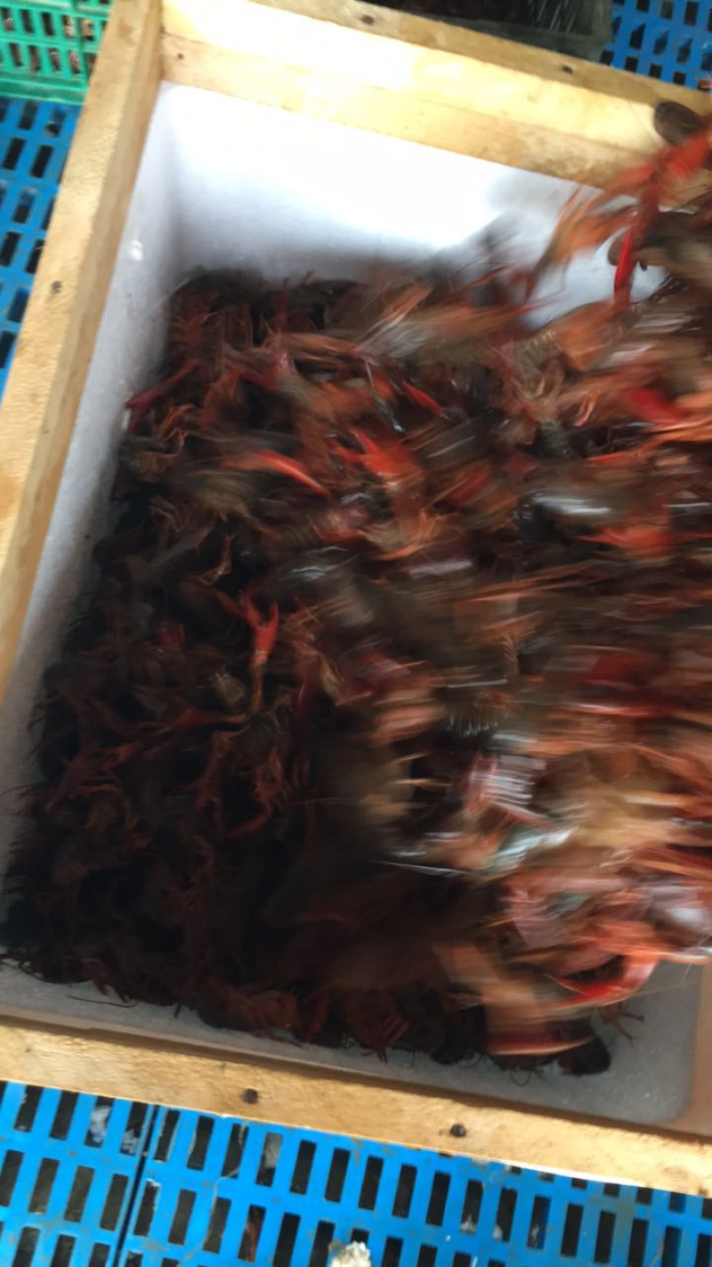 大量批发兴化本地小龙虾