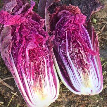 【有好货】紫色大白菜千宝菜种子