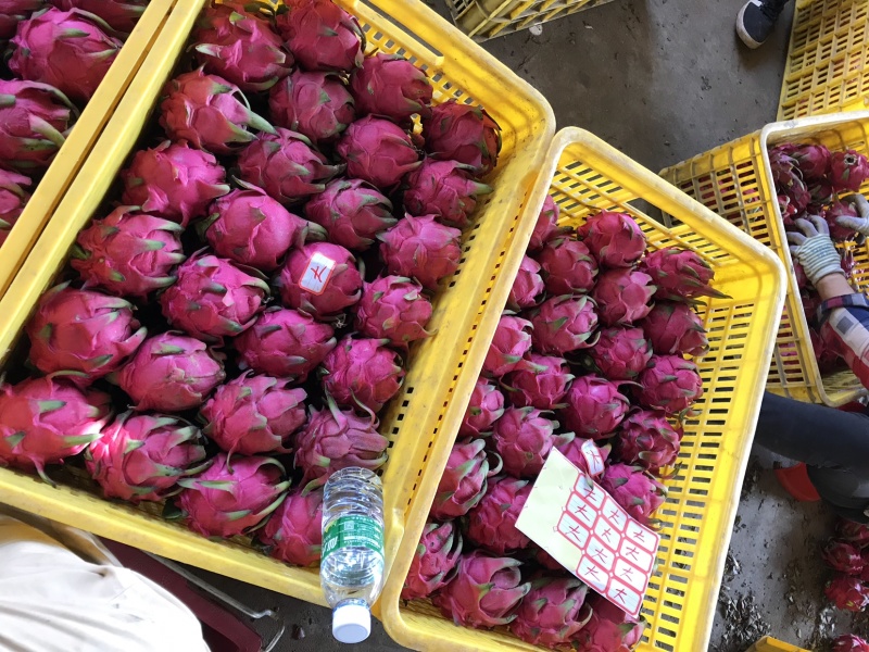 火龙果，有大量工厂货产地直销视频看货品质保