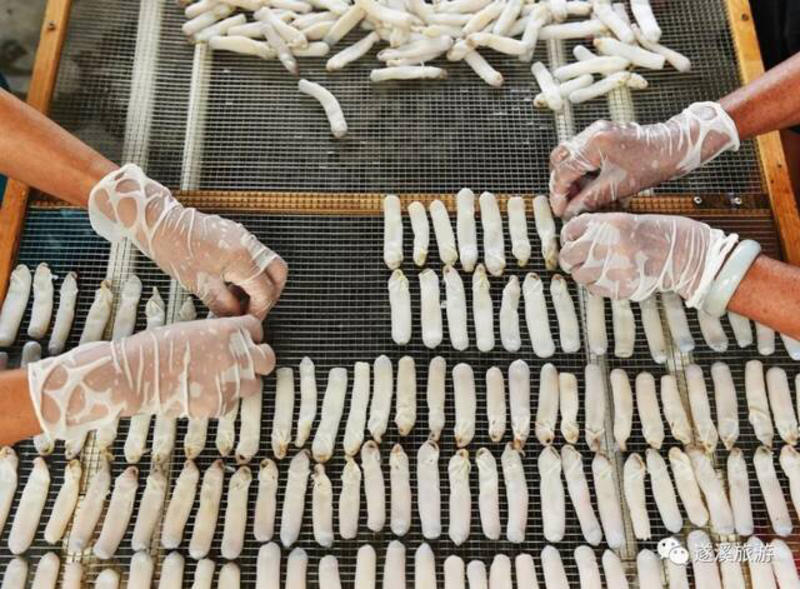 家乡湛江草潭特产沙虫干，上著名央视海鲜干货鱼干