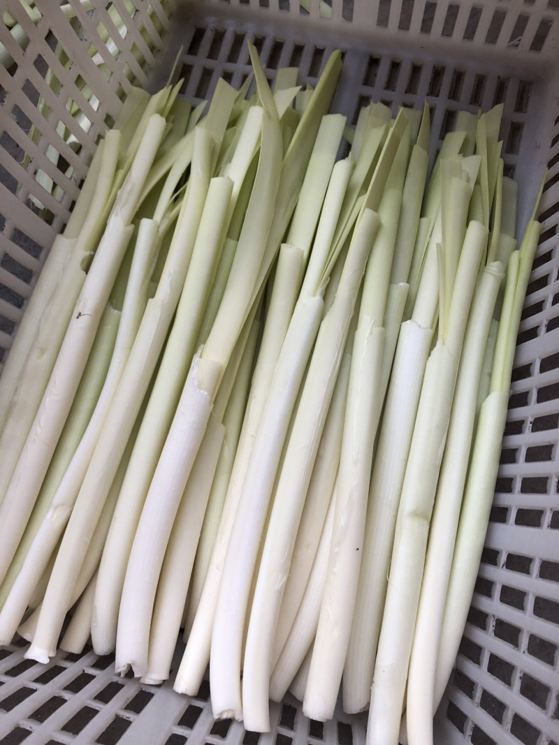 微山湖蒲菜大量供应！